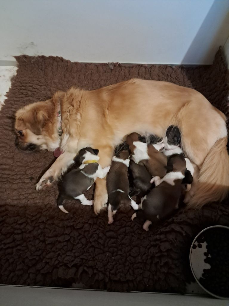 chiot Epagneul tibetain Du Jardin D'Holly