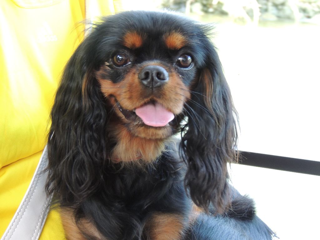 CH. Holly koko Des fermes de Lowreleï