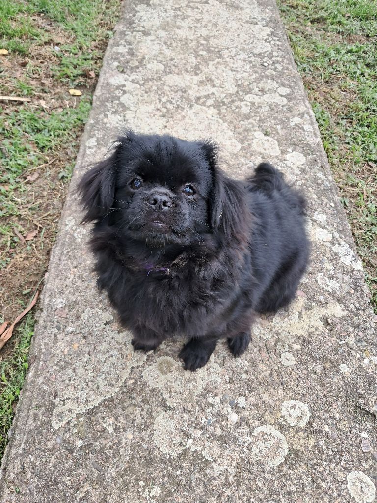 Alma Des Chiens Perchés