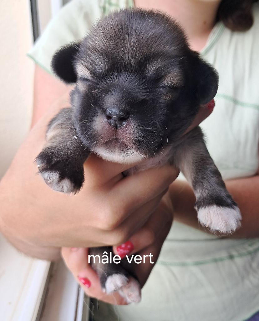 Du Jardin D'Holly - Chiots disponibles - Epagneul tibetain