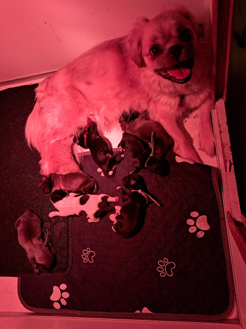 Du Jardin D'Holly - Epagneul tibetain - Portée née le 10/02/2026