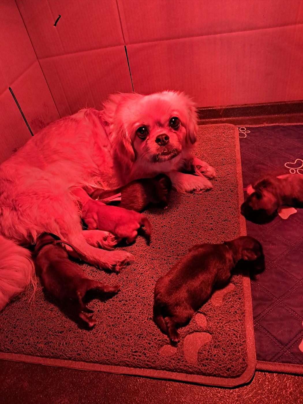 Du Jardin D'Holly - Epagneul tibetain - Portée née le 09/02/2026