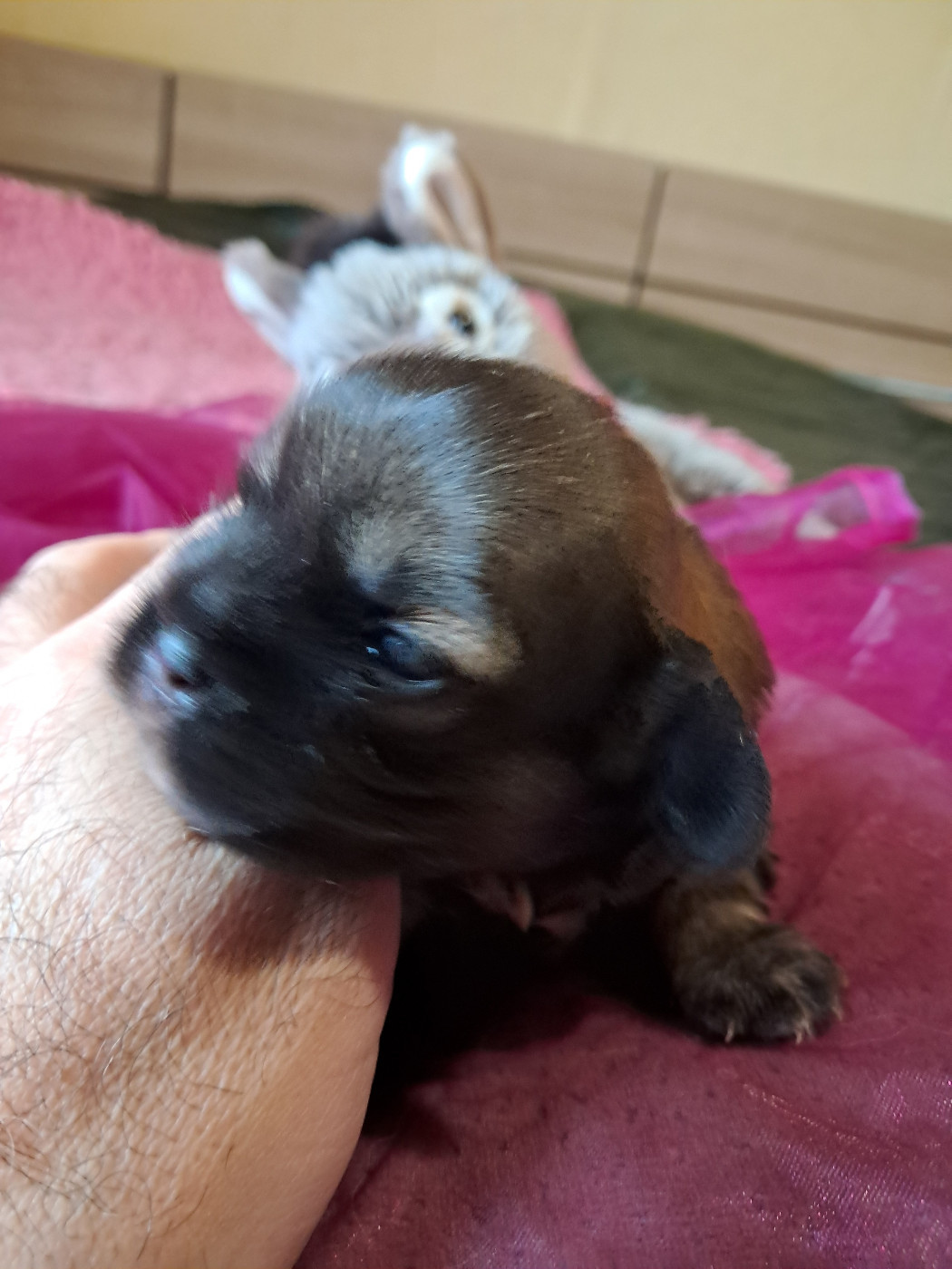 Du Jardin D'Holly - Chiots disponibles - Epagneul tibetain