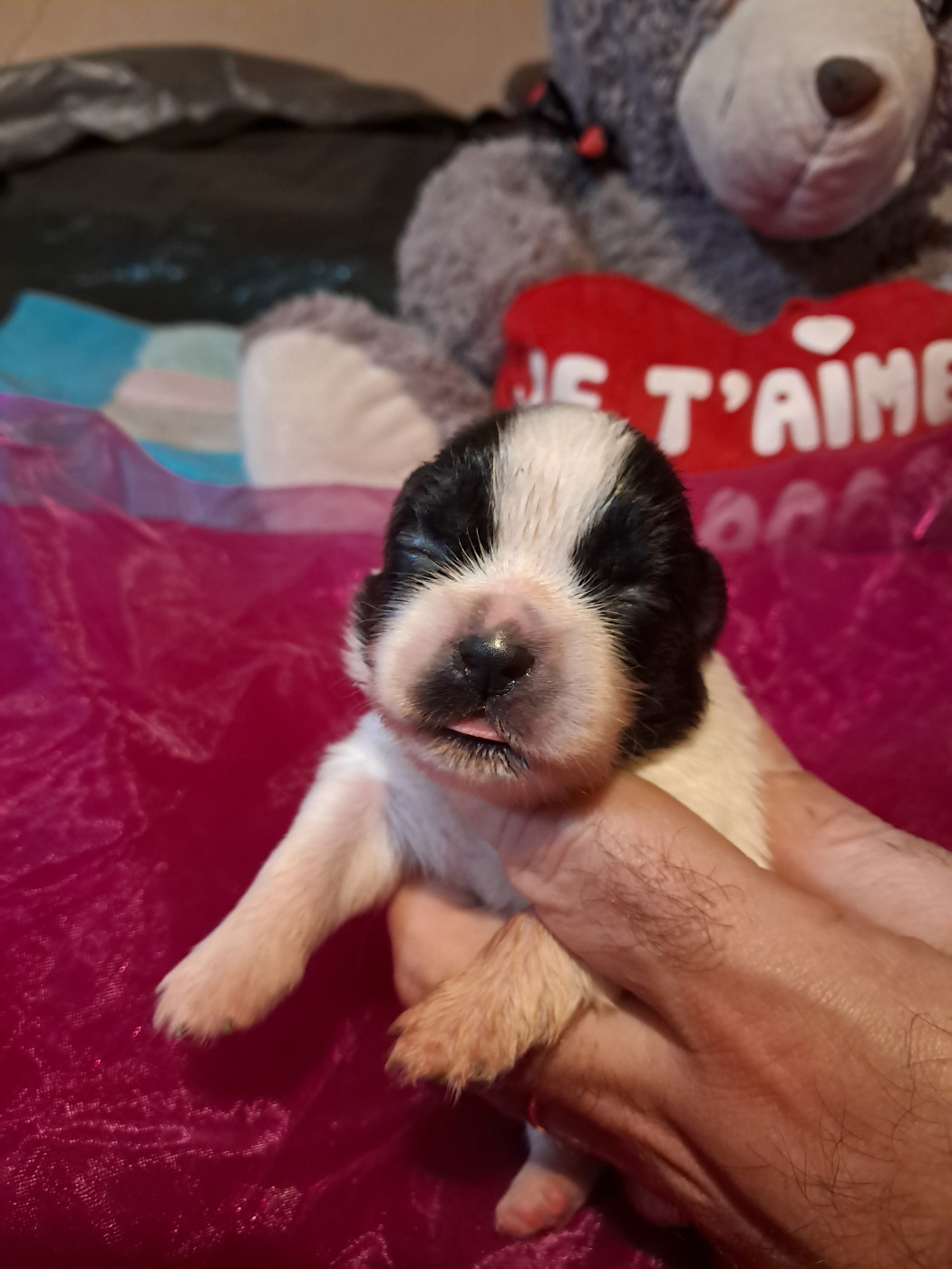 Du Jardin D'Holly - Chiots disponibles - Epagneul tibetain