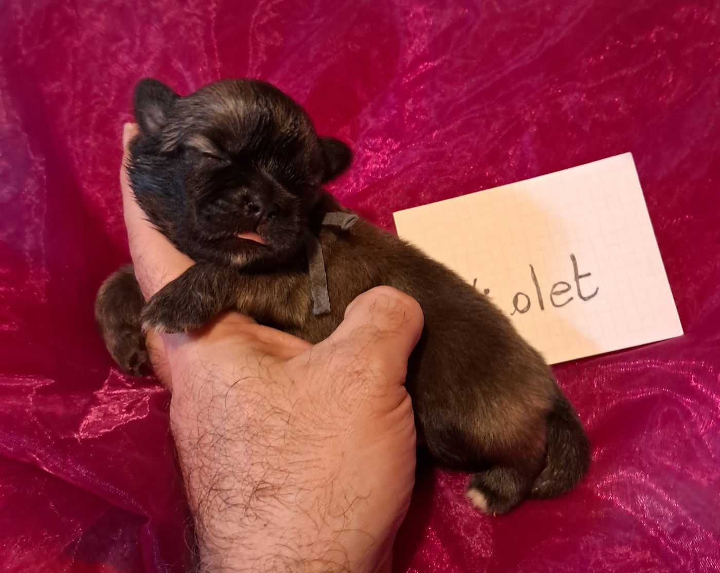 Du Jardin D'Holly - Chiots disponibles - Epagneul tibetain