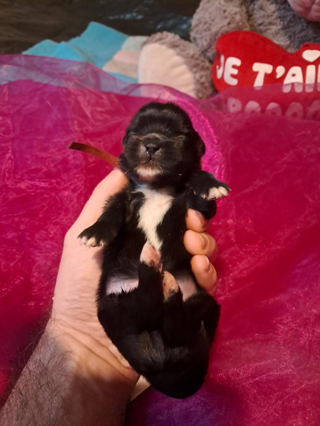 Du Jardin D'Holly - Chiots disponibles - Epagneul tibetain