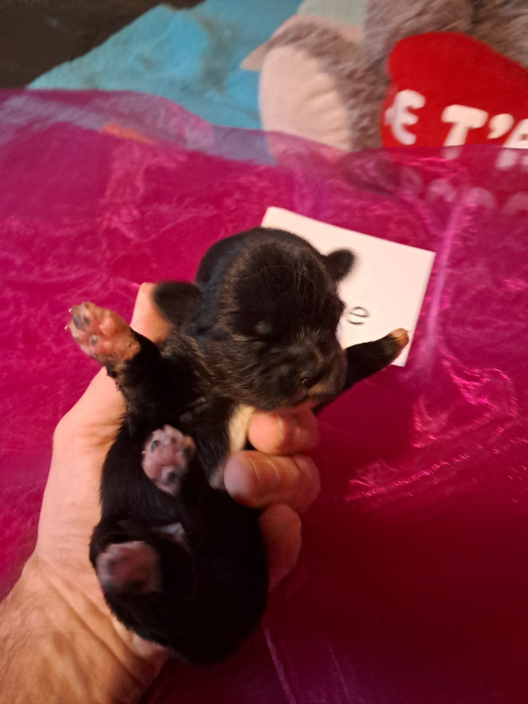 Du Jardin D'Holly - Chiots disponibles - Epagneul tibetain