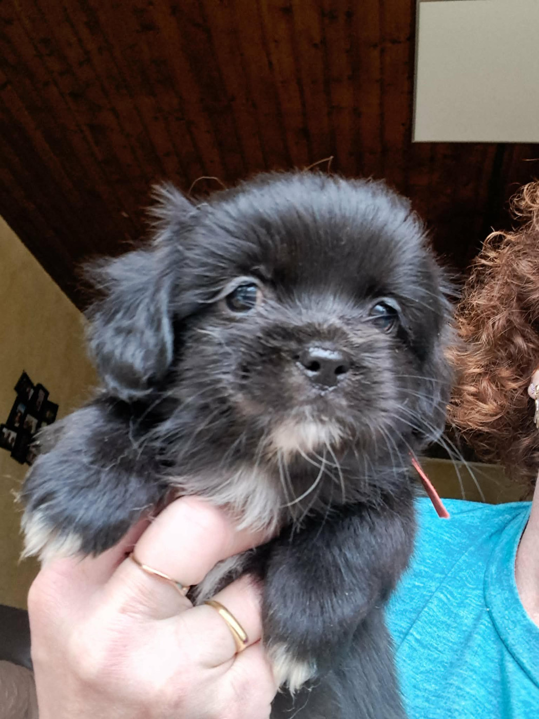 Du Jardin D'Holly - Chiots disponibles - Epagneul tibetain