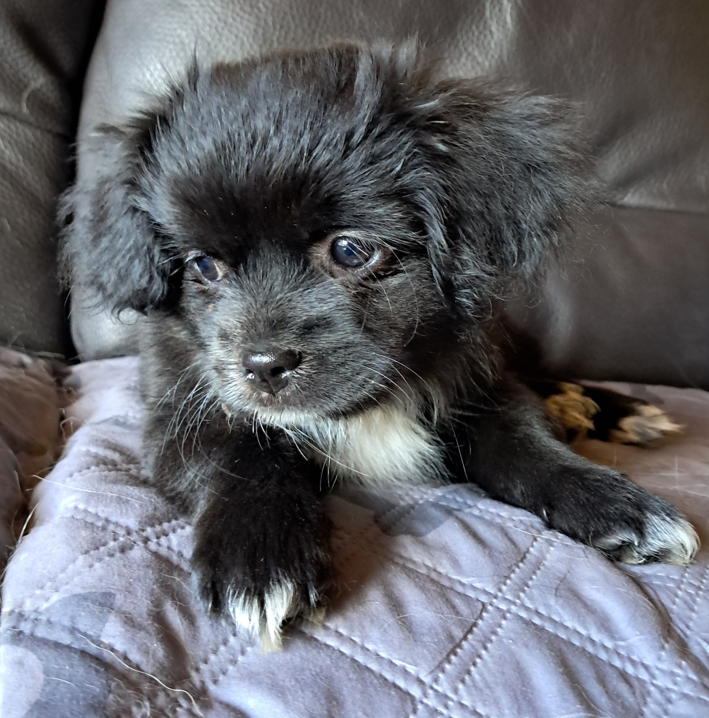 Du Jardin D'Holly - Chiots disponibles - Epagneul tibetain