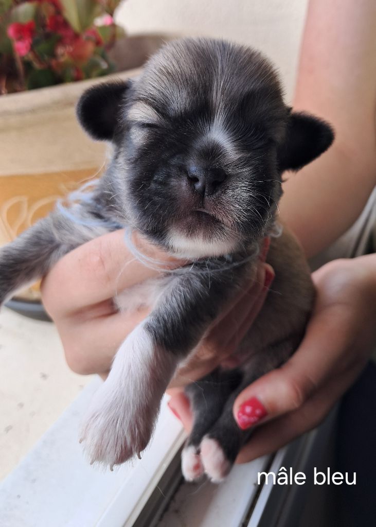 Du Jardin D'Holly - Chiots disponibles - Epagneul tibetain