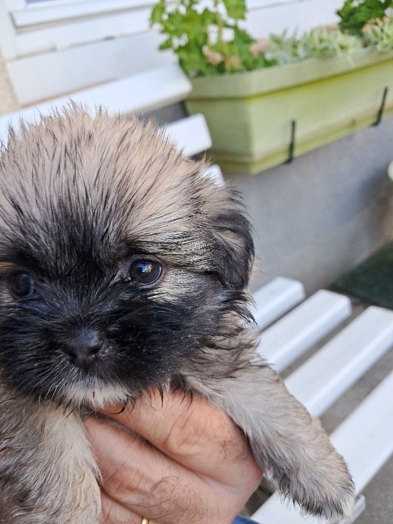 Du Jardin D'Holly - Chiots disponibles - Epagneul tibetain