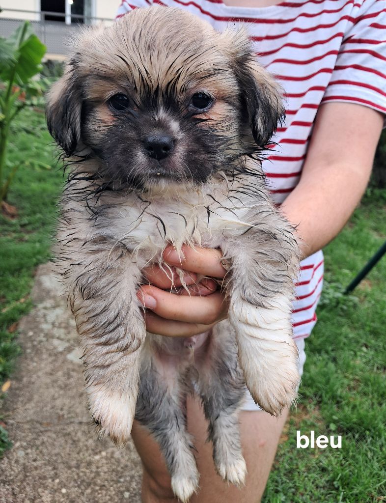 Du Jardin D'Holly - Epagneul tibetain - Portée née le 15/07/2025