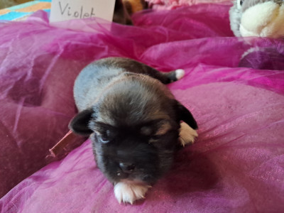 CHIOT collier violet