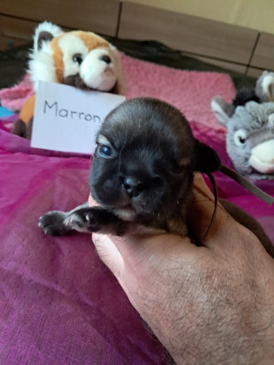 CHIOT collier marron