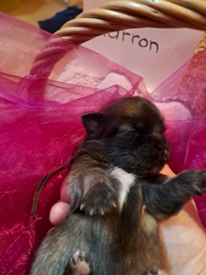 CHIOT collier marron