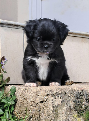 Bandit