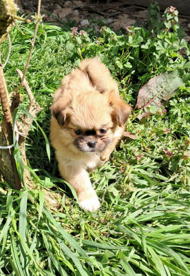 Belka