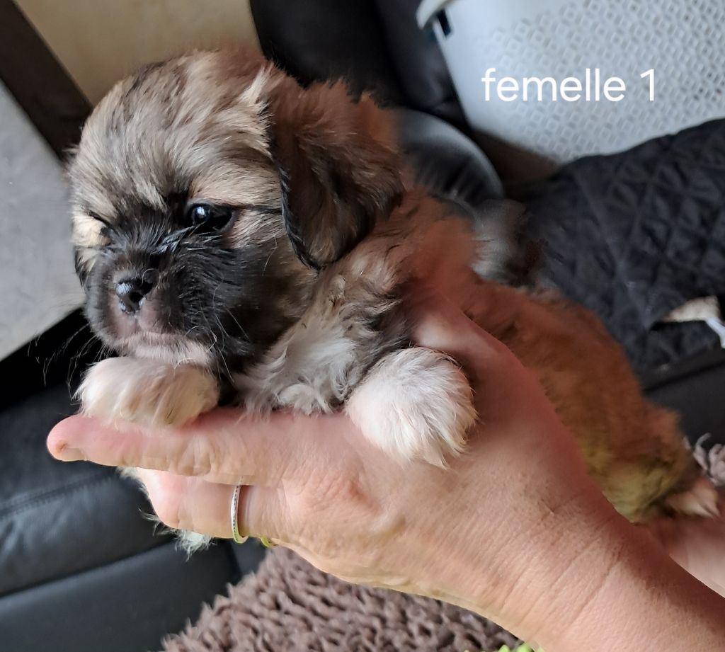 Du Jardin D'Holly - Chiots disponibles - Epagneul tibetain