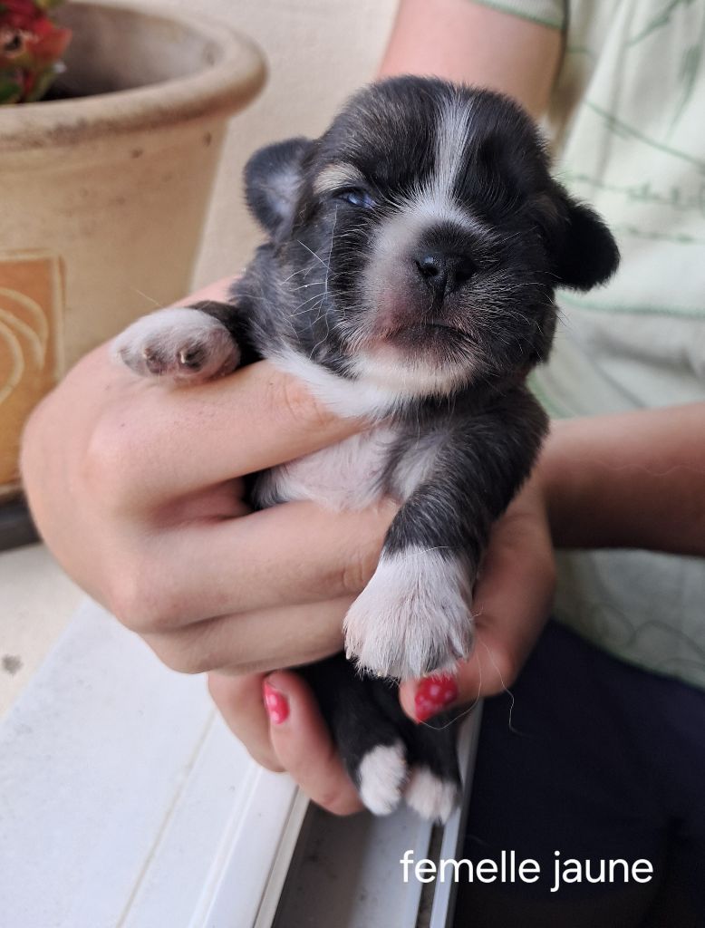 Du Jardin D'Holly - Chiots disponibles - Epagneul tibetain