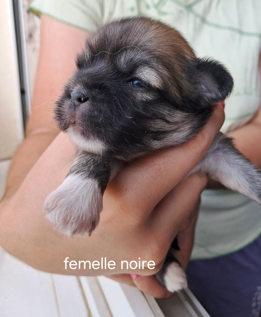 Du Jardin D'Holly - Chiots disponibles - Epagneul tibetain