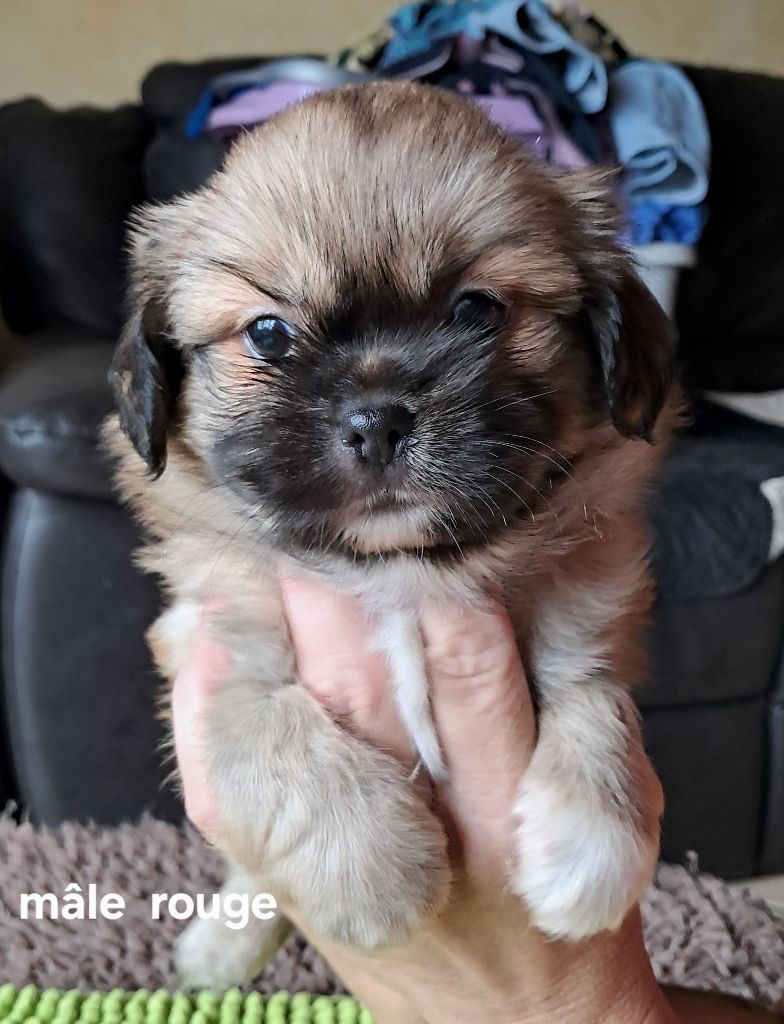 Du Jardin D'Holly - Chiots disponibles - Epagneul tibetain