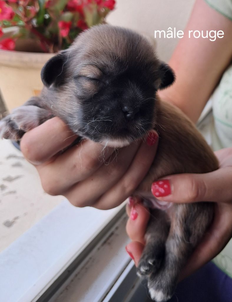 Du Jardin D'Holly - Chiots disponibles - Epagneul tibetain