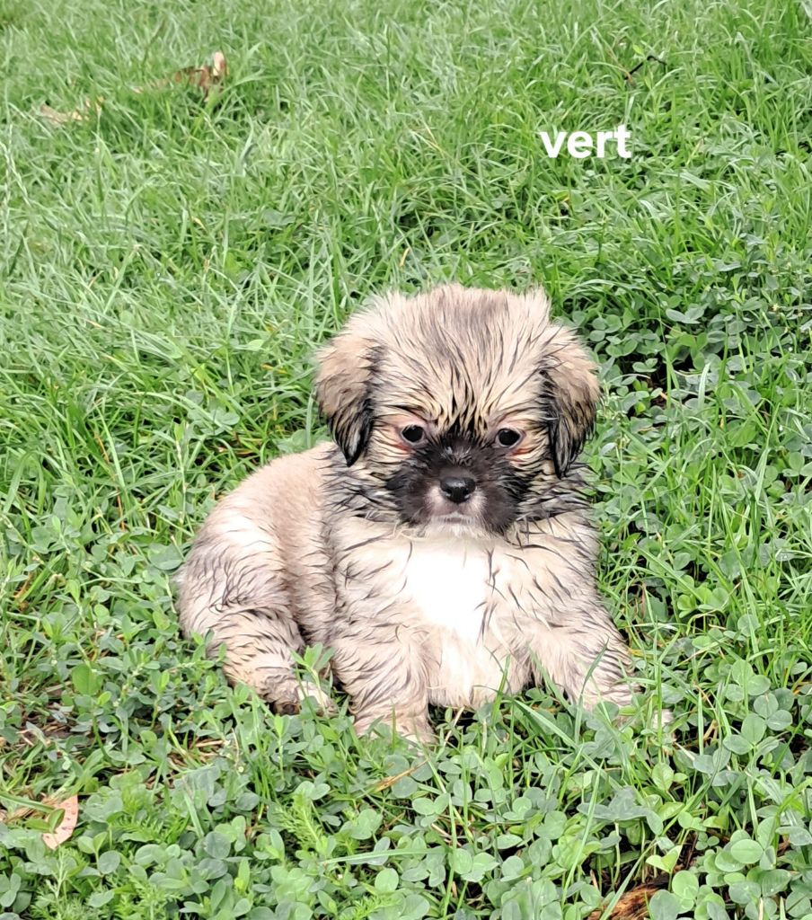 Du Jardin D'Holly - Chiots disponibles - Epagneul tibetain
